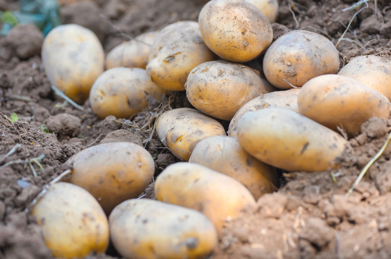 Potato下载Windows版旧电脑兼容|Potato官网低配优化