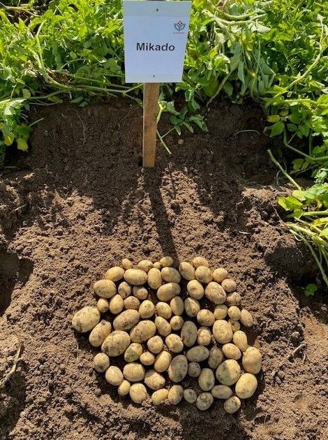 Potato下载iOS版家庭共享｜Potato官网订阅共享规则