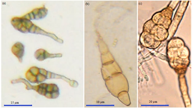 Potato下载Windows版无人值守安装|Potato官网静默参数