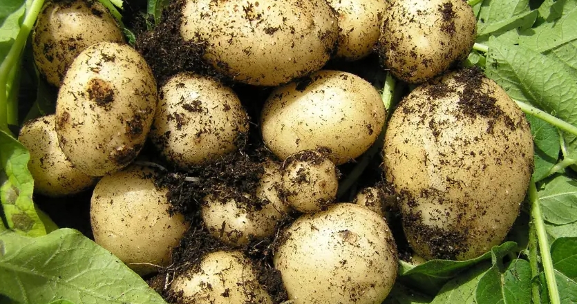 POTATO电脑版不登录官网账号就无法同步贴纸数据吗
