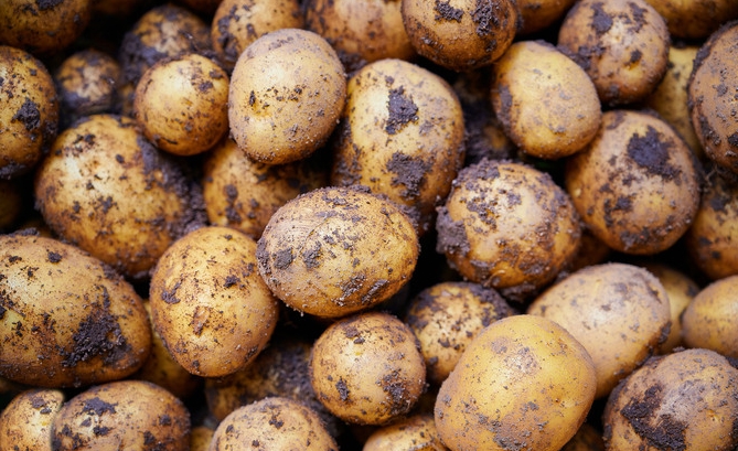 Potato中文版频道置顶消息｜电脑版多群公告