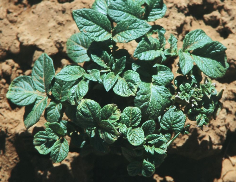 Potato中文版消息定时删除｜电脑版自毁计时