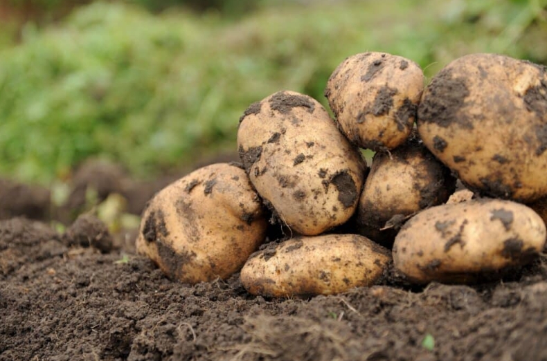 Potato官网被屏蔽访问方案