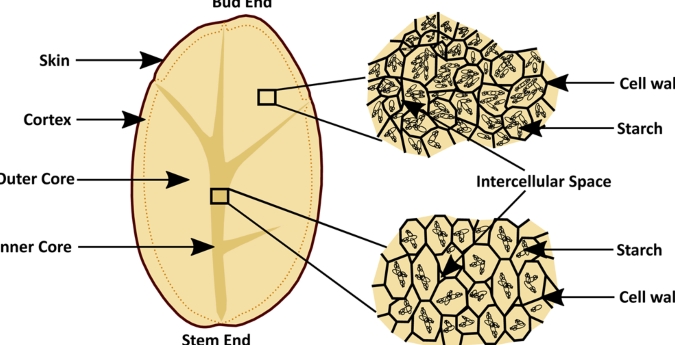 Potato官网最新地址发布