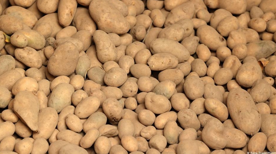 Potato官网下载链接安全吗？如何识别正版官方应用