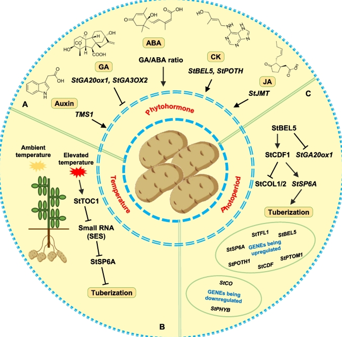 在POTATO官网下载旧版本会被强制升级到最新吗
