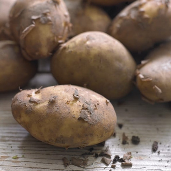 在POTATO官网留言反馈Bug真的有人类阅读吗