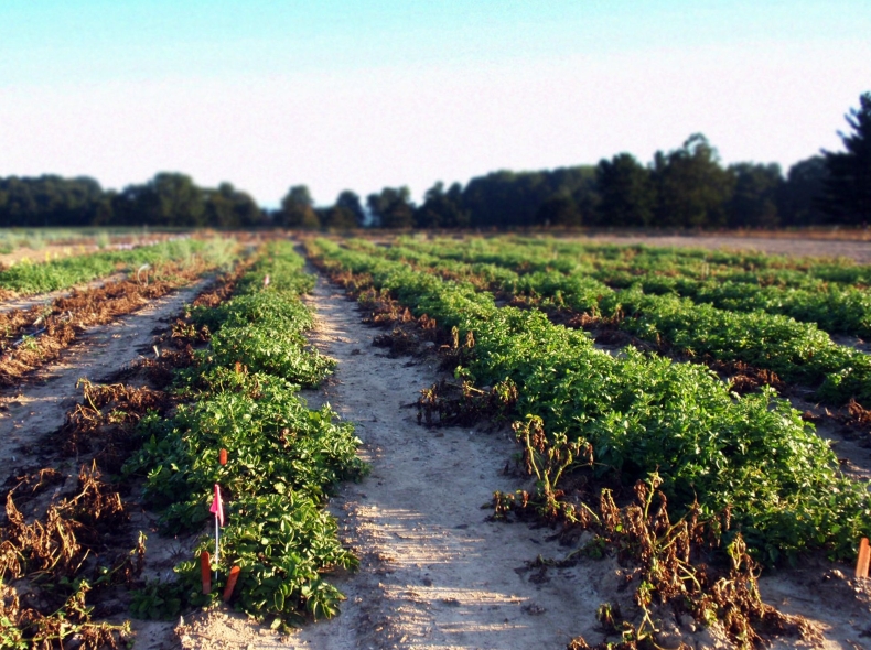 Potato安卓平板官方下载：大屏幕使用体验优化