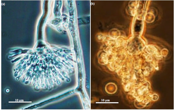 Potato下载iOS版App Store官方安装与信任设置