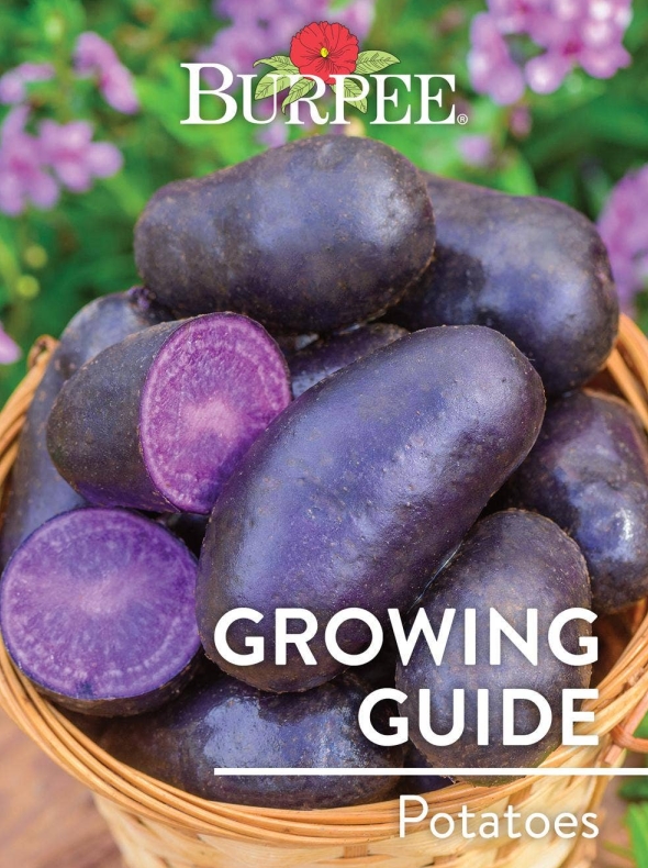 Potato下载小米应用商店MIUI优化版本特性