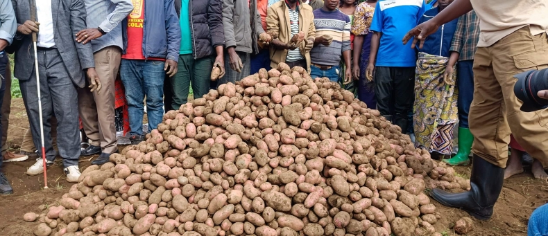 Potato下载Windows版64位桌面客户端官方安装包