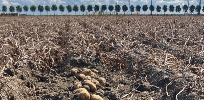 Potato Windows 11官方下载兼容性说明