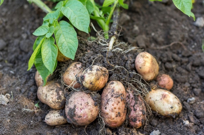 Potato非官方下载有哪些风险?恶意软件警示