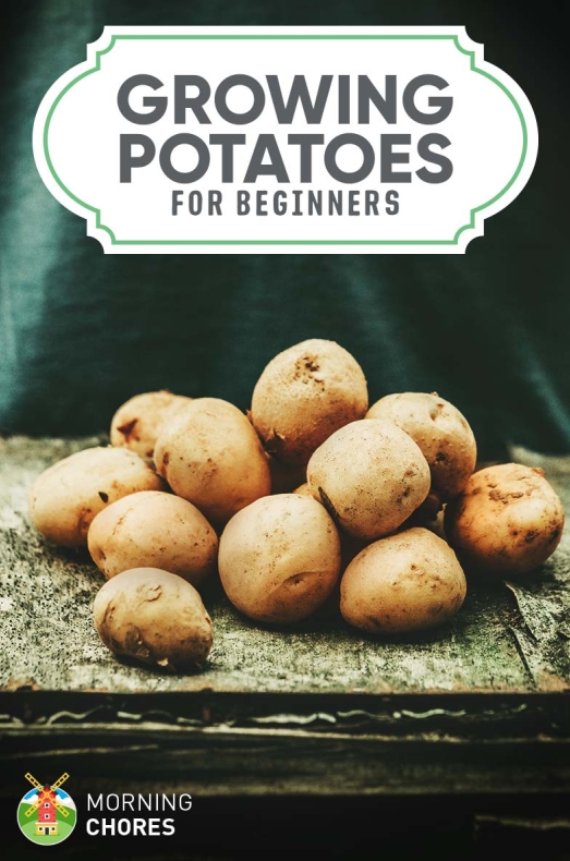 Potato苹果版下载：iOS/iPhone App Store下载方法